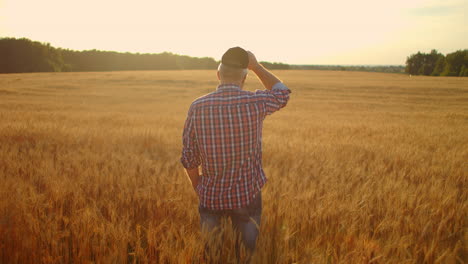 View-from-the-back-an-elderly-male-farmer-in-a-field-of-wheat-looks-into-the-sunset.-Farmer-in-the-field-of-rye-view-from-behind